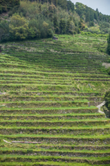 石積みの棚田-2