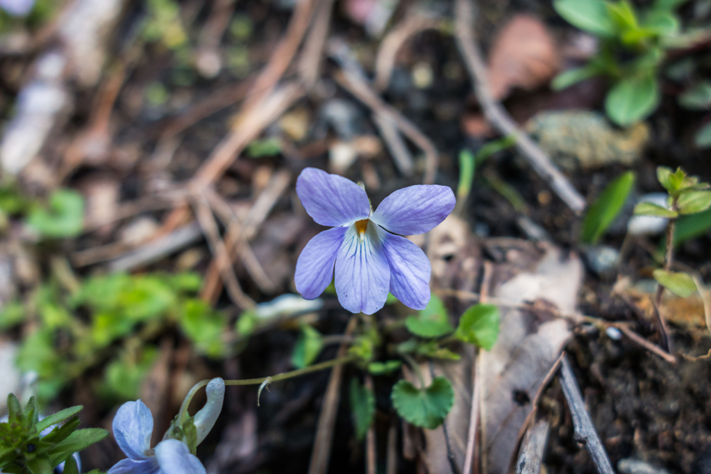 コタチツボスミレ