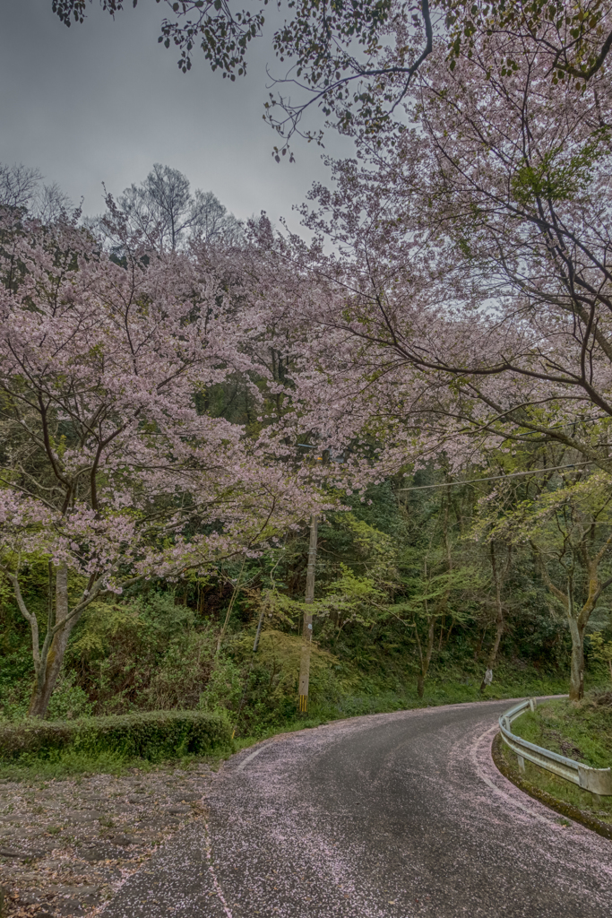 林道の桜-2