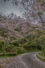 林道の桜-2