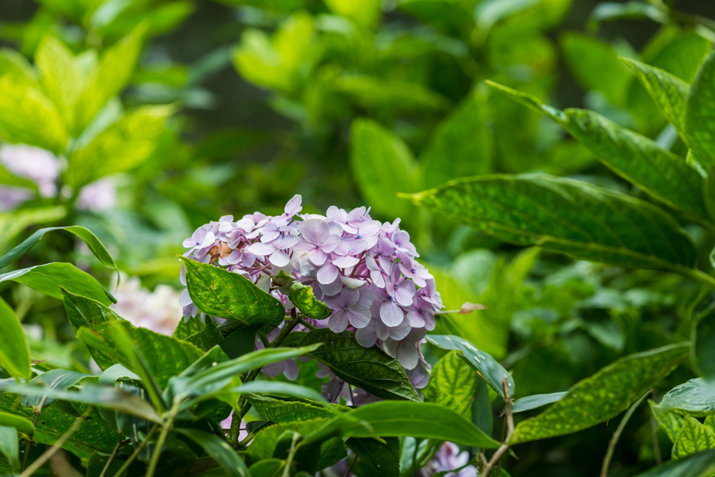 アジサイ