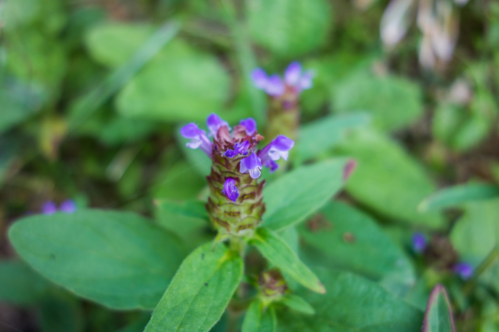 ウツボグサ