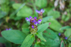 ウツボグサ