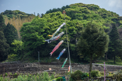 棚田に泳ぐ鯉のぼり