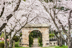 円応寺の桜-2