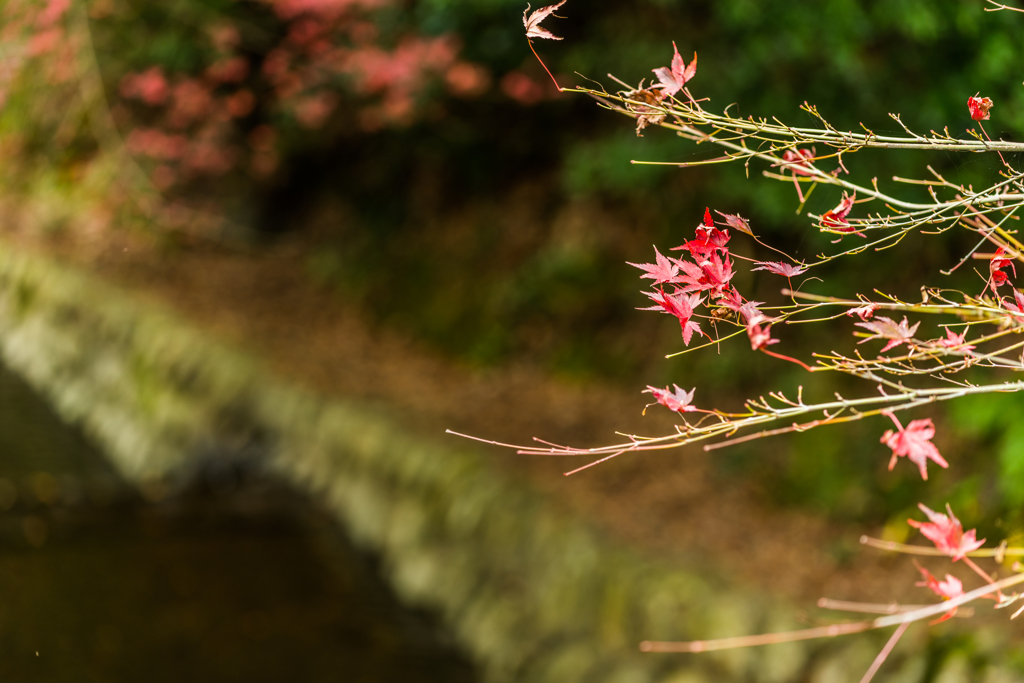 竜門峡の紅葉-5