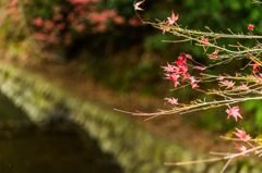 竜門峡の紅葉-5