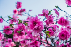 八重桜@光蔵寺