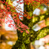 多久八幡神社のモミジ-3