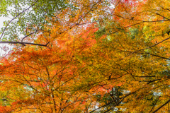 多久若宮八幡宮の紅葉-5