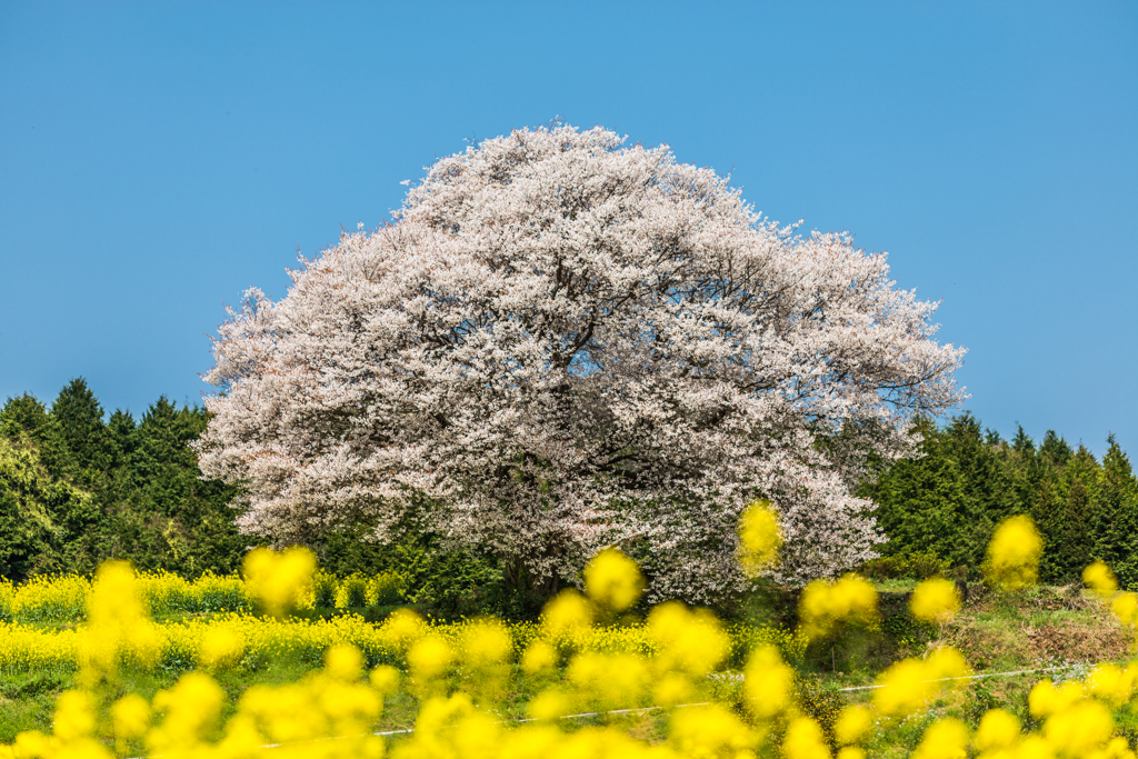 馬場の山桜-11