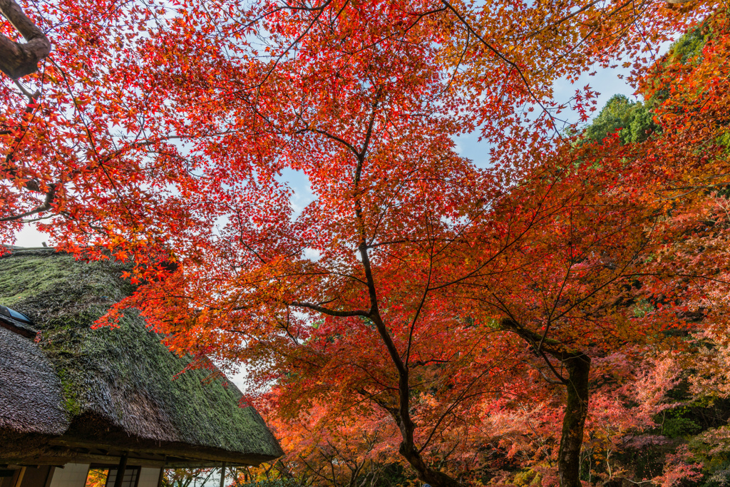 九年庵-客間横_2014.11.20