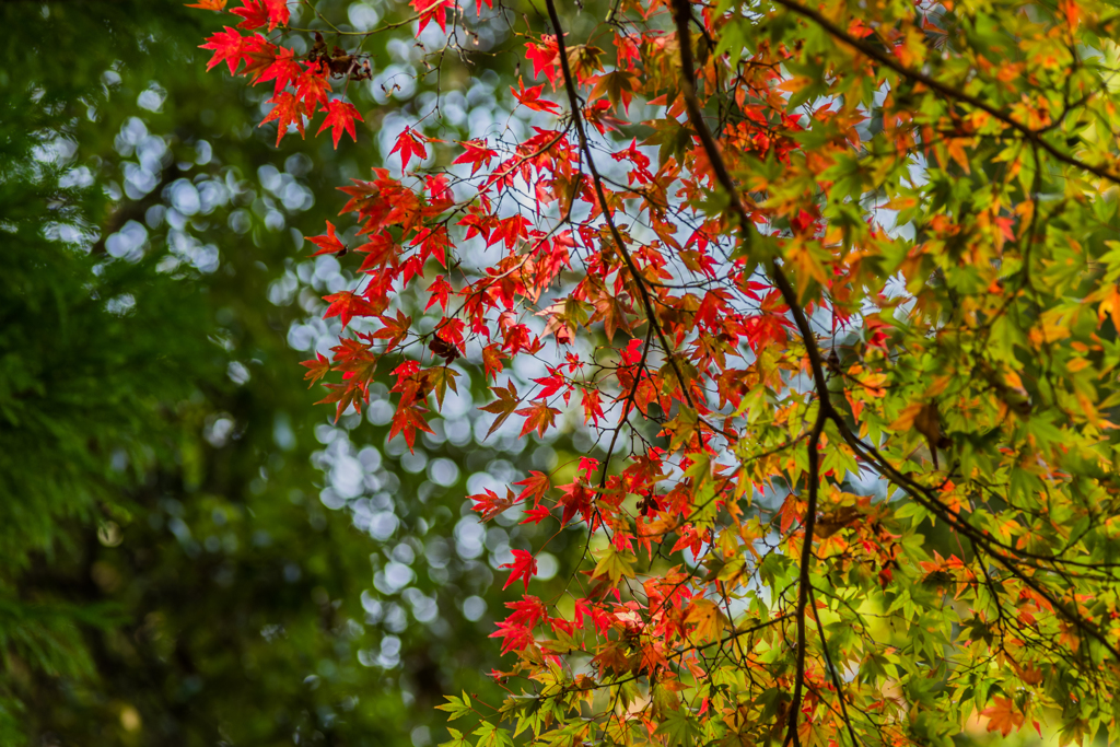 多久神社の紅葉-2