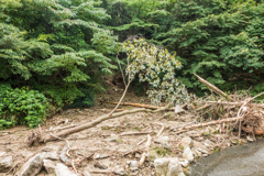 土砂崩れの跡