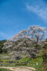ジラカンス桜-2