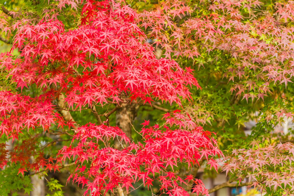 多久聖廟の紅葉