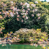 終わっていた庭木ダムの桜