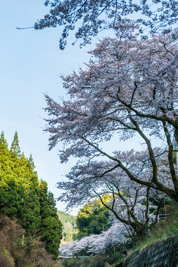 桜街道-2