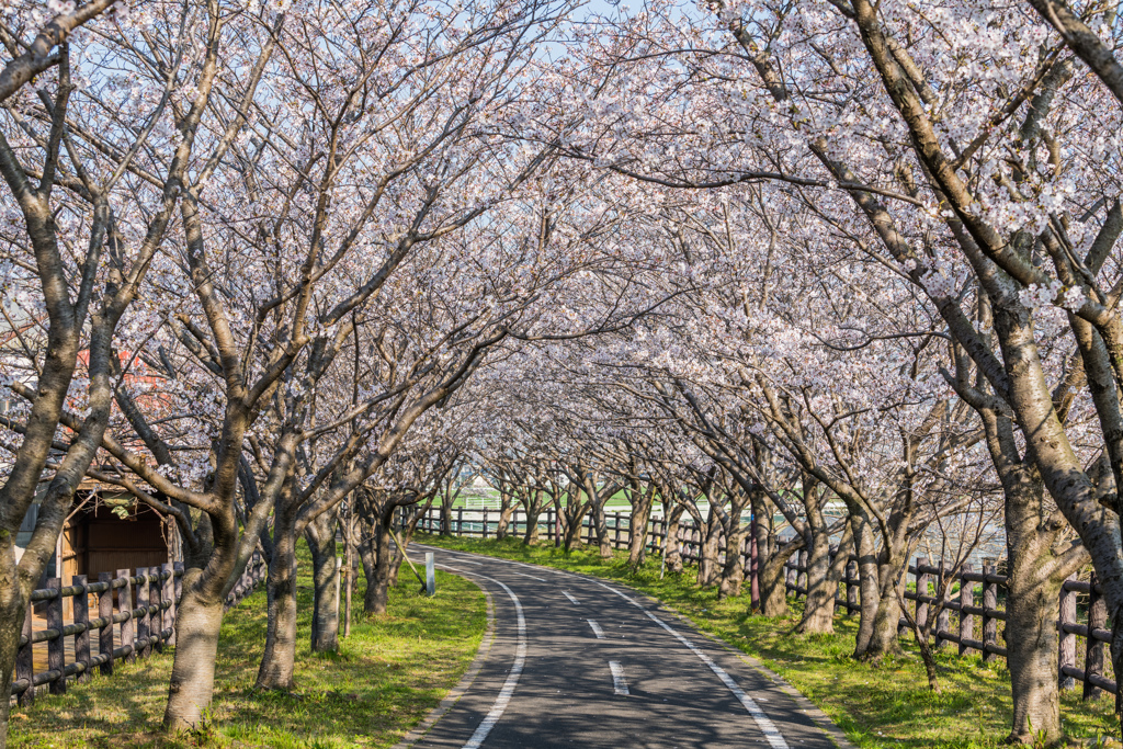 サイクリングロードの桜-3