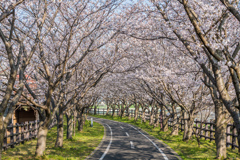 サイクリングロードの桜-3