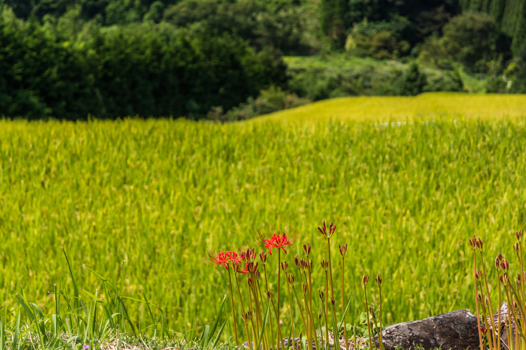 太平の棚田の彼岸花-2