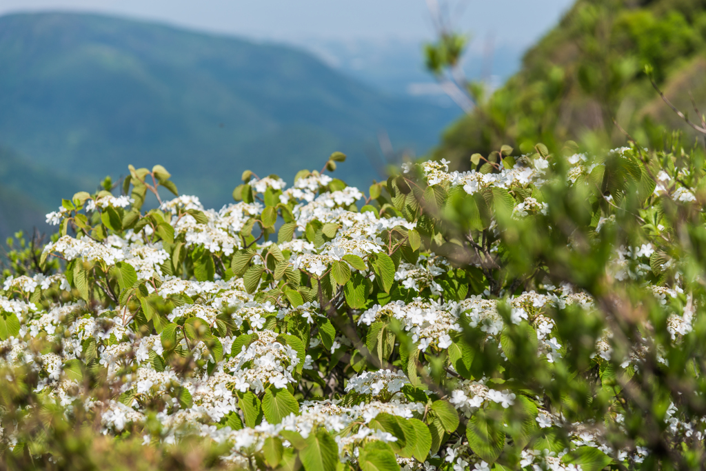 オオカメノキ-2