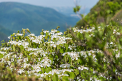 オオカメノキ-2