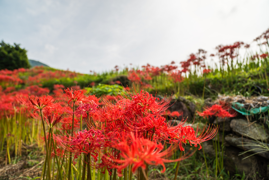 江里山の彼岸花-09