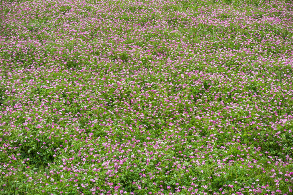 星野村のレンゲ畑