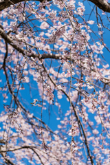 お寺のシダレ桜-2