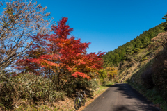 林道のモミジ