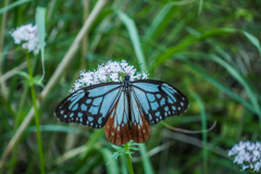 アサギマダラ
