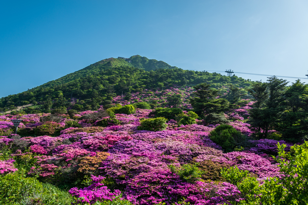 朝の仁田峠
