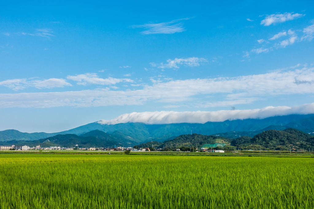田園