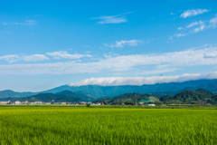 田園