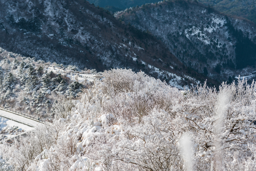 雪を冠った木々
