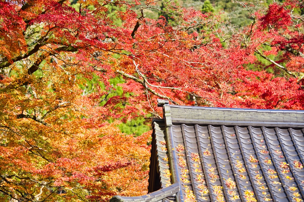 杉山白石神社-8