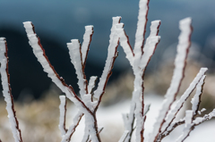 天山の霧氷-3