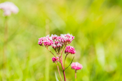 サワヒヨドリ