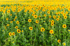 渕のひまわり畑-1