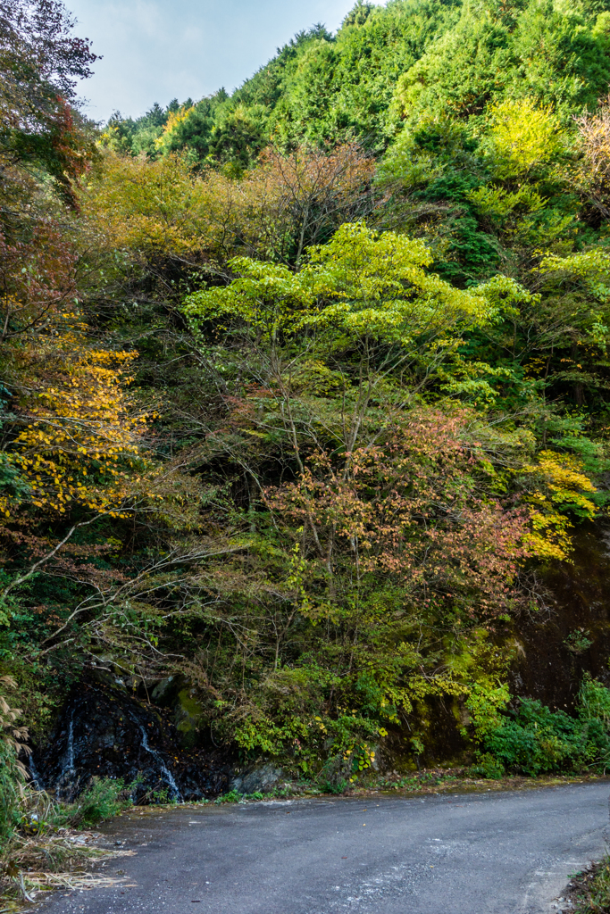 少しだけ紅葉