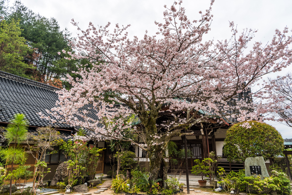 大聖院の桜