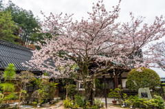 大聖院の桜