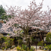 大聖院の桜