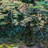 水源のもみじ-1