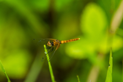 ハッチョウトンボ未成熟