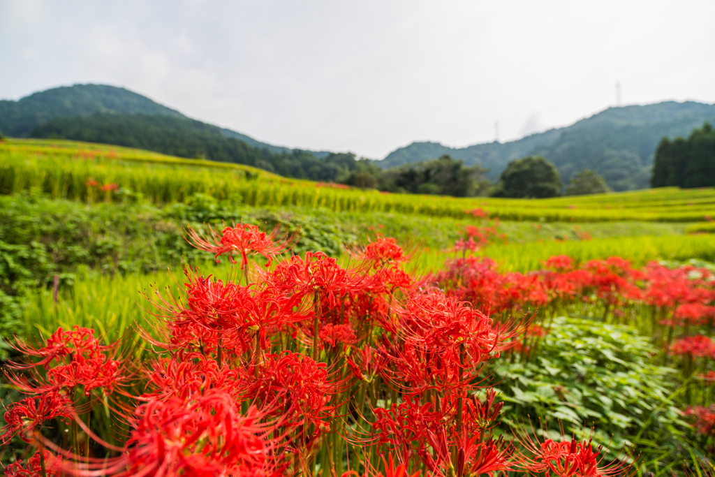江里山の彼岸花-07