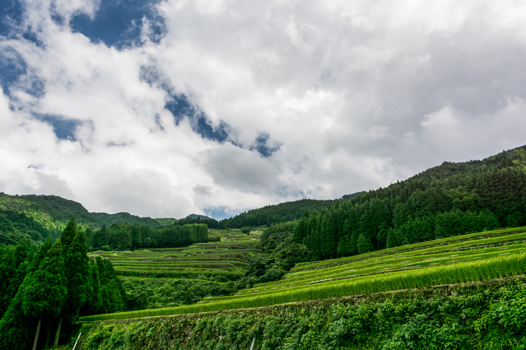 蕨野の棚田-見上げる