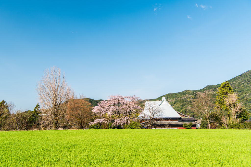 宝珠寺のヒメシダレ-4