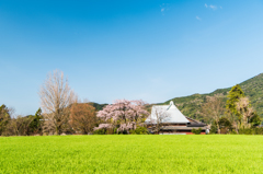 宝珠寺のヒメシダレ-4 宝珠寺のヒメシダレ-4